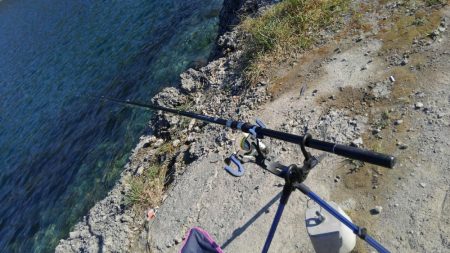 一年ぶりのアオリイカ